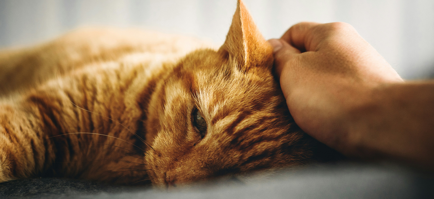 How to spot fleas on your cat FRONTLINE