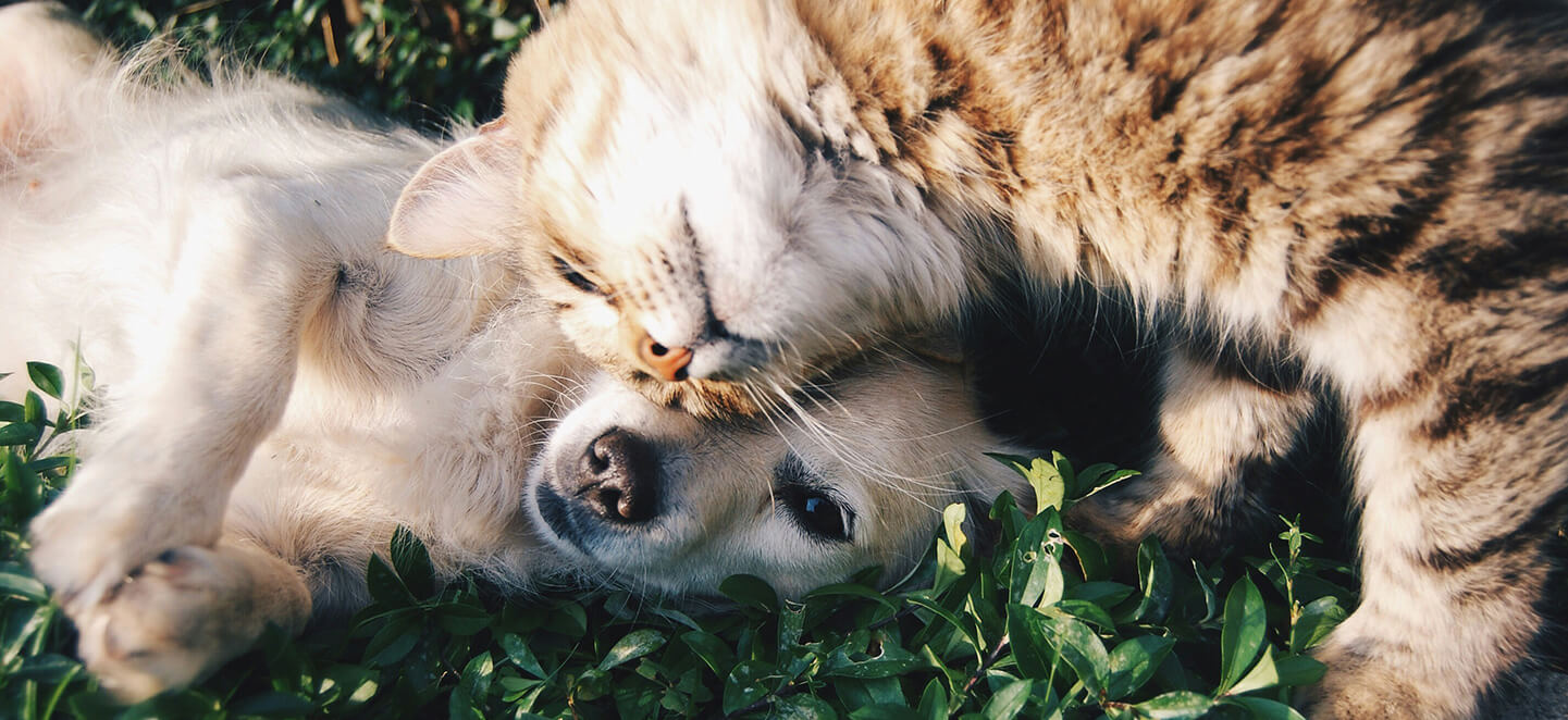 A cat and dog lying in the grass together