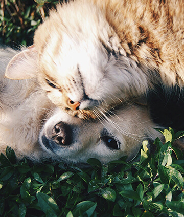 A cat and dog lying in the grass together