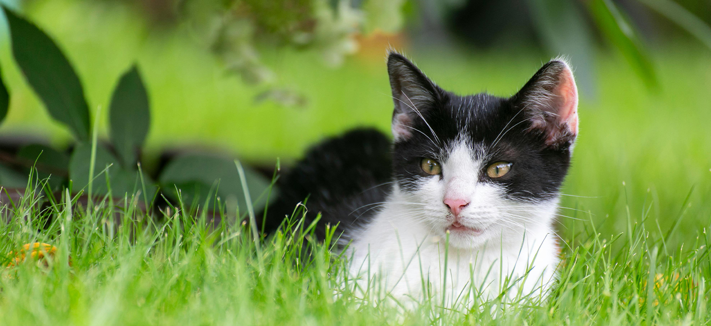 How to spot fleas on your cat FRONTLINE