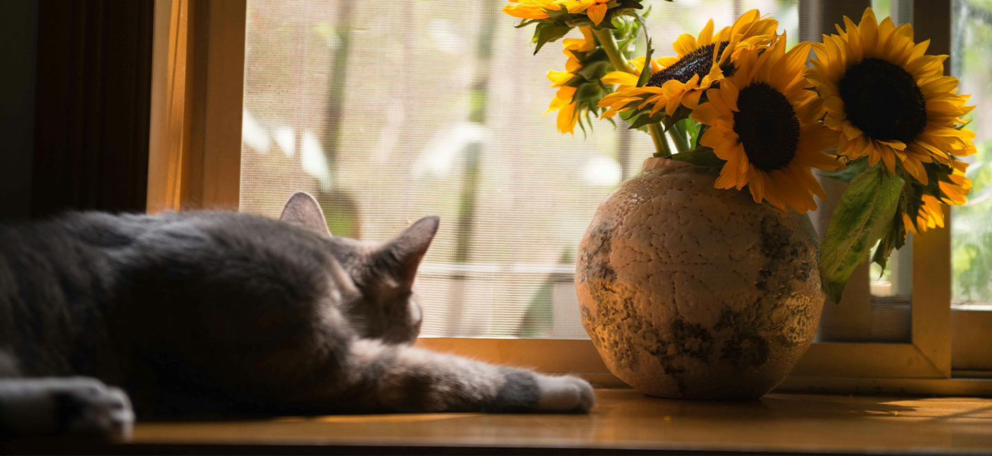 Heatstroke in cats FRONTLINE