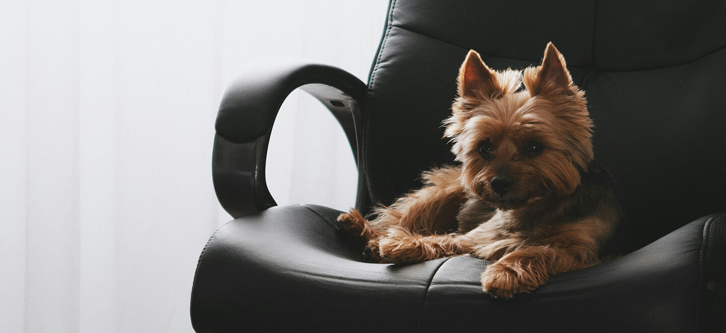 A small dog sitting on an office chair