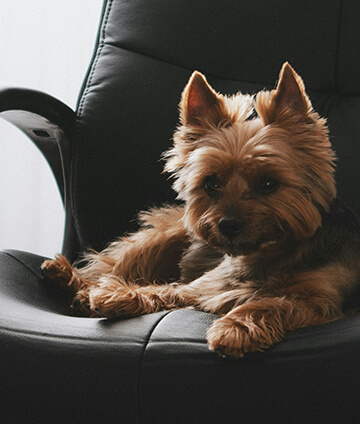 A small dog sitting on an office chair