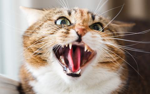 Close up of a hissing cats face