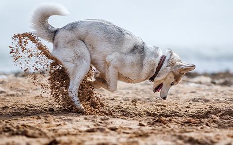 Dog digging on a sandy beach