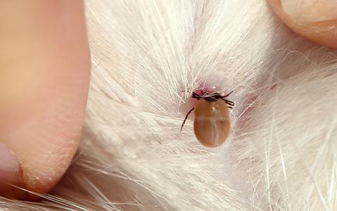 Close up of an latched on tick feeding