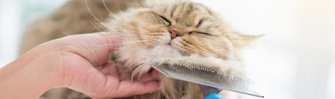 Very fluffy cat enjoying combing