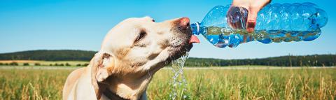 Dog drinking from water bottle