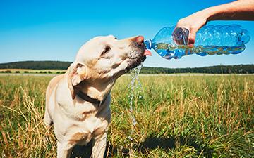 Dog drinking from water bottle