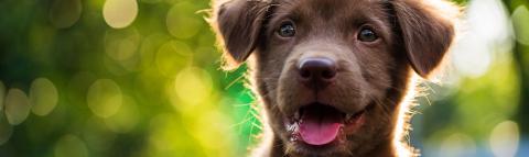 Cute puppy chocolate labrador panting