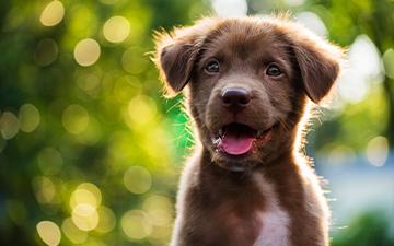 Cute puppy chocolate labrador panting