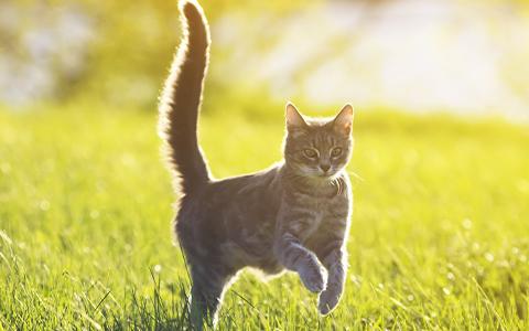 Tabby cat bounding through the grass