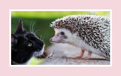 Black cat and hedgehog, nose to nose