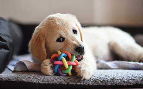 Young dog chewing a colourful toy