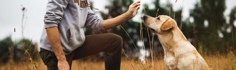 Dog and owner in a field