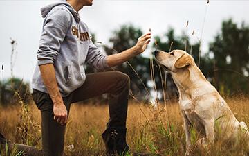 Dog with Owner