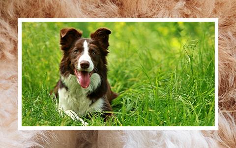 Dog laying down attentively in long grass