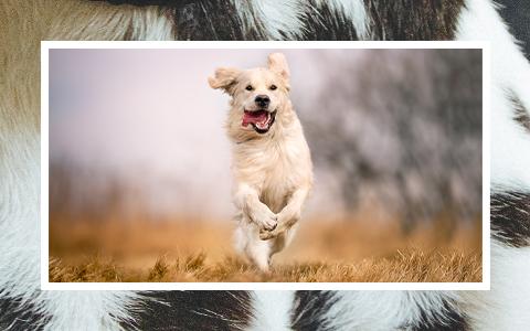 Happy dog bounding