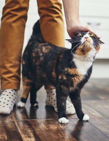 Tortoiseshell cat rubbing agains owners leg while being petted