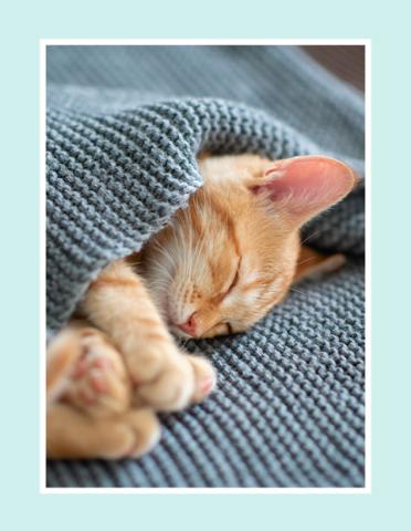 sleeping kitten poking out of a blanket