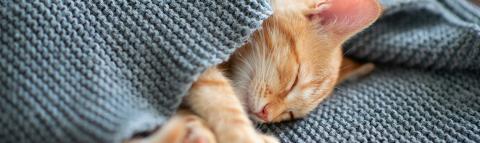 Sleeping kitten under a blanket