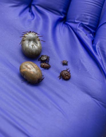 Close up of a family of ticks in the palm of a purple gloved hand