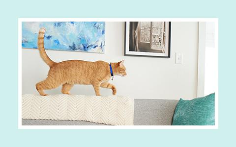 Ginger cat walking along the back of a sofa