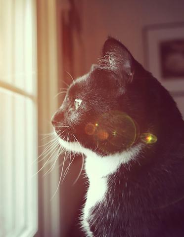 Black and white cat gazing out of a window