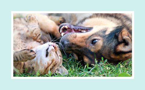 Cat and a dog playing affectionately together side by side on their backs