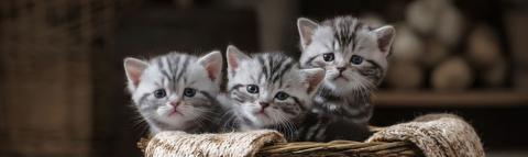 3 cute kittens in a basket