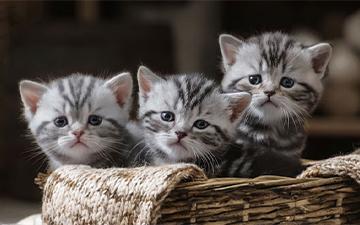 3 cute kittens in a basket