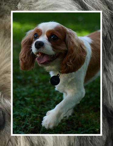 King Charles Spaniel looking up expectantly