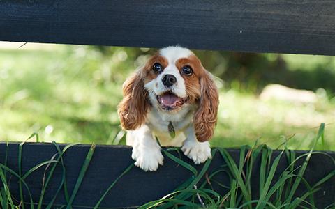 King Charles Spaniel peering through the slats on a fence