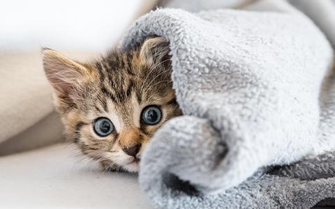 Cat peeping out from under a blanket