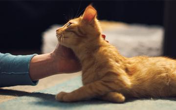 Cat being stroked