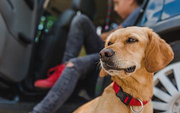 Dog outside car