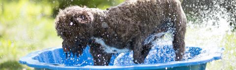 Dog in bath