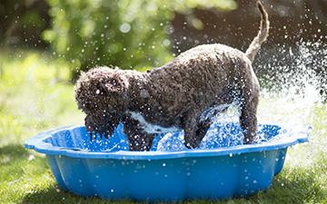 Dog in bath