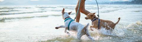 two dogs playing in the sea