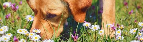 A dog sniffing around meadow flowers