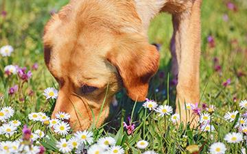 Dog sniffing around meadow flowers