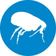 spot on fleas